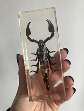 Vintage Real Large Scorpion