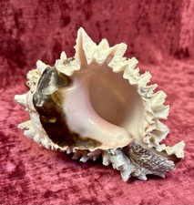 Muricidae Hexaplex Regius Shell 150mm- Excellent Ribbons - Very Nice Choice