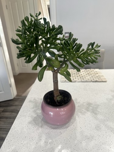 Crassula ovata gollum - ovata, 'gollum'