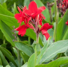 Canna Lily ‘Firebird’