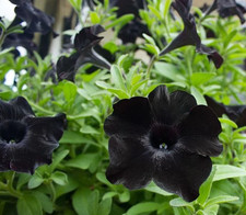 Petunia Surfinia Black 3