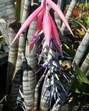 BILLBERGIA BRASILIENSIS - 5 x seeds - tropical unusual plant with flowers