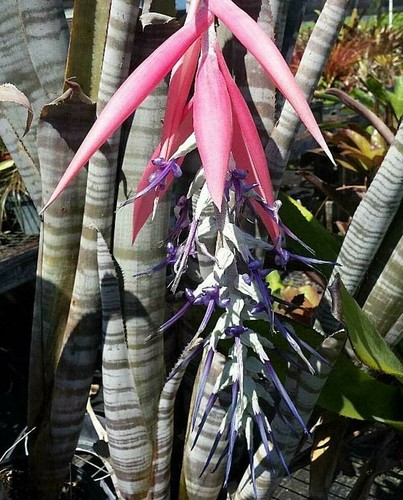 Billbergia brasiliensis 5 - brasiliensis, x