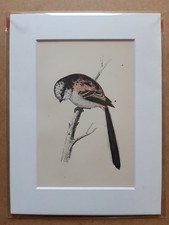 Antique Print: Hand-Coloured