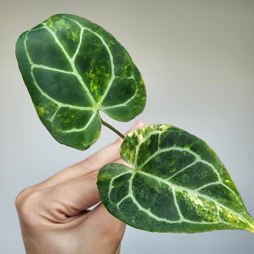 Rare anthurium crystallinum - -,