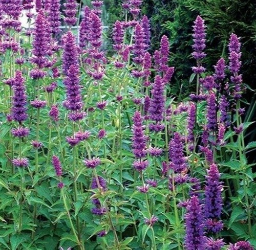 Giant hyssop agastache - giant,