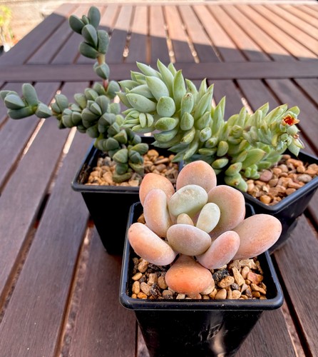 Three succulent - three,