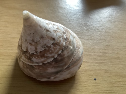 Trachus gastropod mollusk - trachus,
