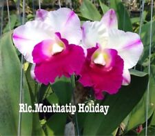 Rare Cattleya / Rlc. Monthatip Holiday orchid plant  FS