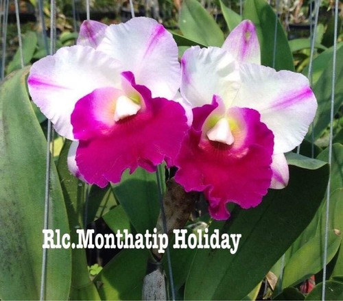 Rare cattleya rlc monthatip - cattleya, rlc.