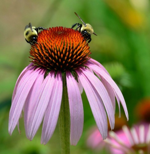 Echinacea pallida set - echinacea, of