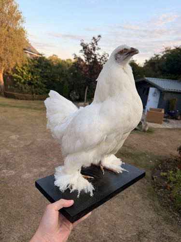 Taxidermy chicken brahma white - chicken,