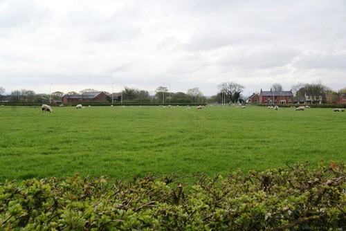 Photo sheep grazing towards - photo,