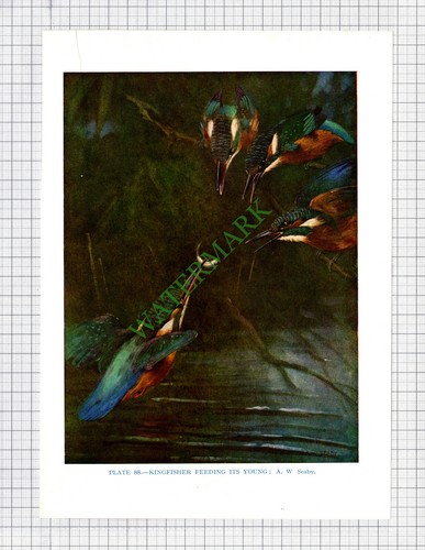 9655 kingfisher w - kingfisher,