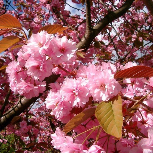 Japanese flowering - japanese,
