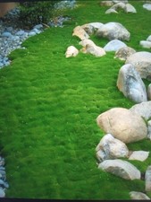 Sagina subulata irish moss - (irish,