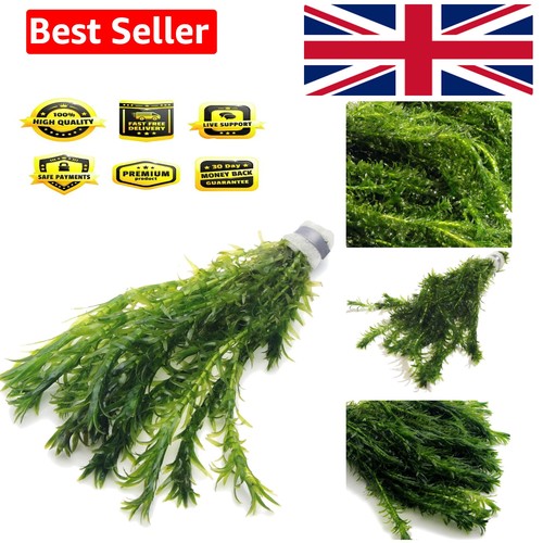 Stems elodea densa - 10,