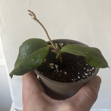 Hoya Liagiorum Rooted Cutting