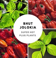 3 x Bhut Jolokia (Ghost) -
