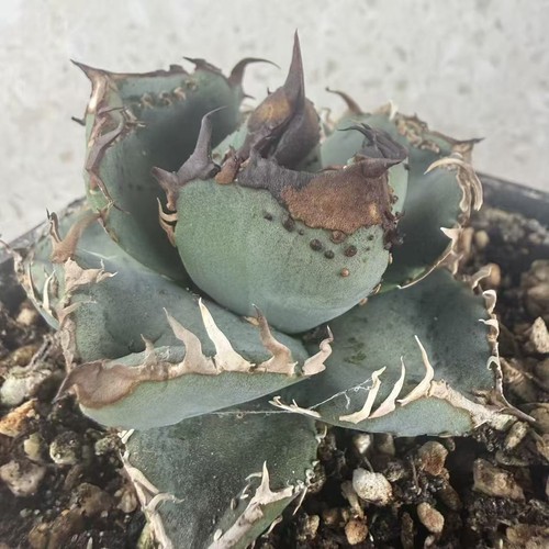 Agave titanota bingbao - titanota, “bingbao”