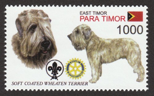 Soft coated wheaten terrier - soft-coated,