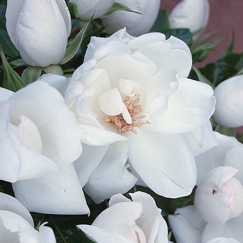Climbing rose white - climbing, 'white