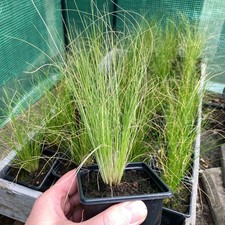 Feather Grass / Pony Tails Grass / Stipa Tenuissma - in 9cm POTS