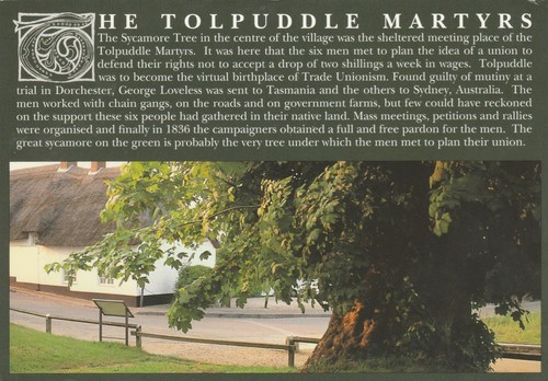 Tolpuddle martyrs sycamore - tolpuddle,