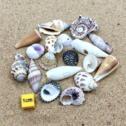 Shells for hermit crabs - shells,