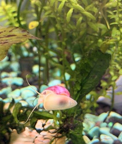 Premium magenta mystery - magenta,