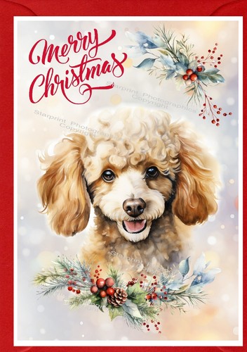 Poodle dog christmas - poodle,