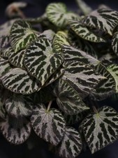 Begonia Silver Jewel 5x Fresh
