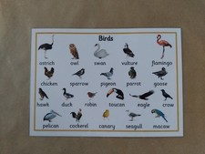 Birds, A4 Laminated Poster, EYFS, Toddlers, Early Learning, Teaching Resource