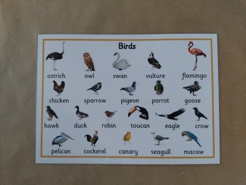 Birds laminated poster - laminated,