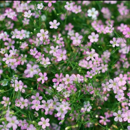 Gypsophila pink plug - gypsophila,