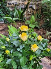 Rosa Yellow Dolc'Amore Rose