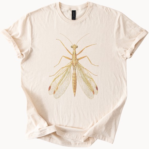 Scientific insect illustration - scientific,
