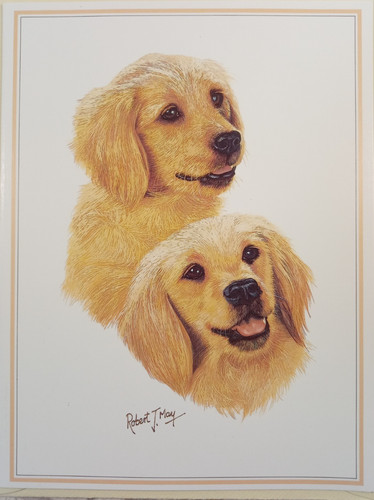 Golden retriever puppy pups - golden,