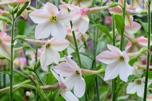 200 jasmine aztec - aztec, nicotiana