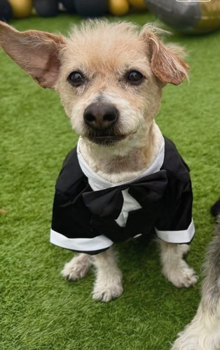 Elegant black dog suit - elegant,