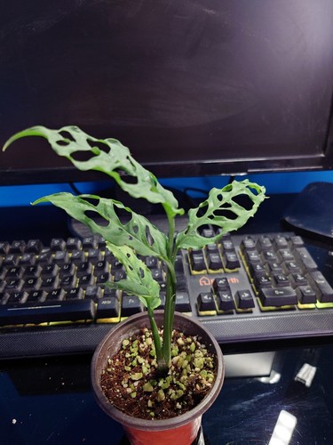 Exotic monstera obliqua peru - exotic,
