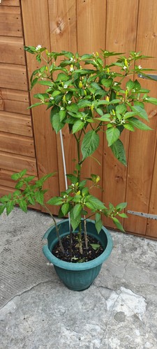 Chilli plant pot - in,