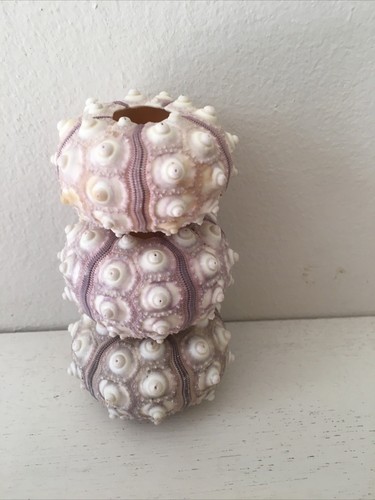 Xlarge 8cm sputnik - 6/8cm, sea