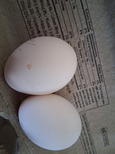 6ea fertile chicken purebred - 6ea,