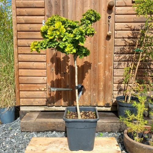 Ginkgo biloba tree - biloba, tree/maidenhair