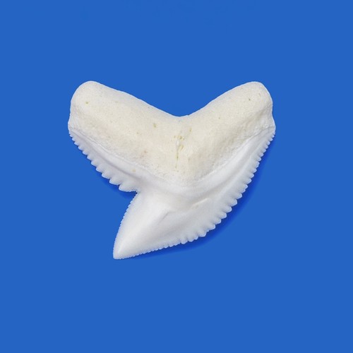 Tiger shark tooth - 26-30, mm