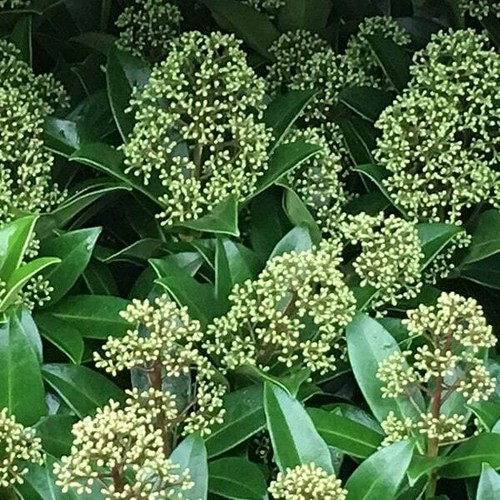 Skimmia japonica fragrans - japonica,