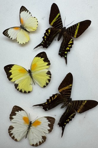 Real butterfly moth specimens - real,