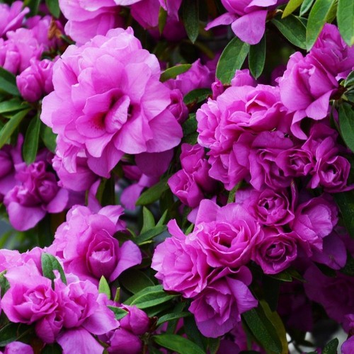 Amelia rose azalea - ~~amelia, rose~~azalea