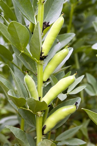 Vegetable broad bean red - bean,